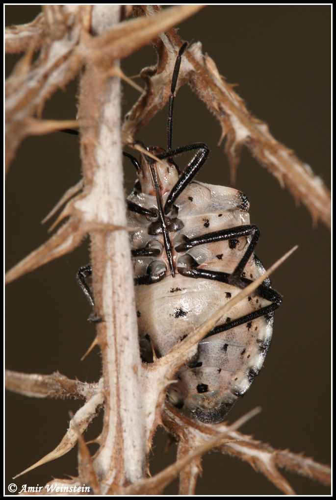 Heteroptera d''Israele - Pentatomidae: Codophila maculicollis